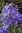 Ixiolirion Blaue Gebirgsschwertlilie 50 Blumenzwiebeln