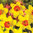 Narzisse Red Devon gelbe Narzisse mit roter Krone, 15 Stück
