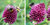 Allium Sphaerocephalon (Drumsticks), Lila Kugellauch Gr. 6-7 (50/100/500 Stück)