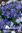 Frühlingsstern Brodiaea Königin Fabiola, Gr. 5+ / 100 Blumenzwiebeln