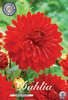 Rote Schmuck - Dahlie "Garden Wonder" (1 oder 3 Knollen)