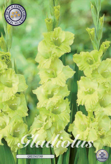 - 2 Birne 18 Blumenzwiebeln seltene Schwertlilie Aerobic Topfpflanze Bonsai Dekoration Garten nicht Gladiolen Samen SwansGreen Echt Gladiolen Zwiebeln