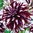 Violett-Weiße Riesenblumige Schmuckdahlie  "Tartan"