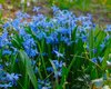 500 Blausterne Scilla Siberica, Lila-blau, Gr. 7-8