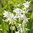 100 / 200 Weiße "Blausternchen" Scilla Siberica alba Gr. 7/8