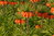 5 Kaiserkronen orange, Fritillaria imperialis aurora, Gr. 20-24