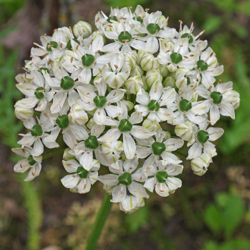 Allium Nigrum, Mittelhoher weißer Zierlauch, ideal fürs Staudenbeet (20/50/200 Blumenzwiebeln)