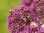 Allium Ostara , purpurroter Zierlauch (3 ,10, 30 Blumenzwiebeln) Gr. 16+
