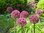 Allium Ostara , purpurroter Zierlauch 5 Stück Gr.14