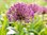 Allium "Purple Rain" (Purpur-Kugellauch) großblumiger lila Zierlauch (20 / 50 /100 Blumenzwiebeln)