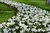 100 großblumige weiße Krokusse Jeanne d'Arc Gr. 5-7