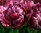 späte gefüllte Tulpen Nachtwacht Rot/Dunkelrot Gr. 12+ (5 Stück)