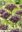 Granatkugellauch - Allium Atropurpureum, Zierlauch (20 oder 50 Stück)