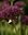 Granatkugellauch - Allium Atropurpureum Gr. 7+, Zierlauch (20 oder 50 Stück)