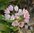 Rosenlauch Allium Roseum, Zierlauch 100 / 500 Blumenzwiebeln