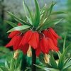 5 rote Kaiserkronen Fritillaria imperialis rubra maxima, Gr. 20/24