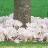Gefüllte Weiße Herbstzeitlose Colchicum Alboplenum Album Gr. 14+ (Anzahl: 3 Stück)