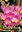 10 Blumenzwiebeln Riesen-Herbstzeitlose Giant (Naked Ladies) Gr. 20-24 amethyst - violet- weiß