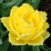 7 gefüllte gelbe Crispa - Tulpen Exotic Sun Gr. 12+