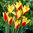 Wildtulpen Clusiana Chrysantha (50 Stück)