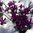 Frühlings - Zwergschwertlilie Iris Reticulata JS Dijt Gr.5-6, 20 Stück
