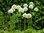 Allium Mount Everest Weißer Riesen-Kugellauch Gr.14+  (5 oder 20 Stück)