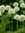 Allium Mount Everest Weißer Riesen-Kugellauch Gr.14+  (5 oder 20 Stück)