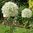 Allium Mount Everest Weißer Riesen-Zierlauch Gr.14+  (5 oder 20 Stück)