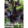 fast schwarze asiatische Lilien "Blacklist" (2 Stück) Gr. 16/18