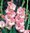 Großblumige Gladiole "Rose Supreme" (30 Stück) Gr. 10/12