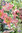 Baumlilie rosa (3 Stück) Gr. 24