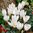 Prächtiger weißer Herbstkrokus Crocus speciosus albus Gr. 5/7 (50/100/500 Stück)