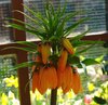 3 Stk. Kaiserkrone orange Fritillaria Garland Star, Gr. 20/24