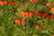 Kaiserkrone Fritillaria Mix, rot, lila, orange, Gr. 20/24 (5, 10, 20 oder 30 Stück)