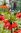 Kaiserkrone Fritillaria Mix, rot, lila, orange, Gr. 20/24 (5, 10, 20 oder 30 Stück)
