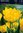 frühe gefüllte gelbe Tulpen Mary Jo Gr. 12+ (7 Stück)