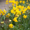 Weinbergtulpe Tulipa Sylvestris Gr. 6/+ Gelb (20 Stück)