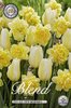 Tulpen/Narzissen Farbmix 'Golden Morning' Weiß-Gelb  Gr. 12+ ( 20 Stück)