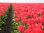Rosa-rote langstielige Tulpenzwiebeln "Van Eijk" - Pflanzgut Gr. 7-9 (2kg / 10kg / 20kg)