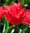 Niedrige rote Greigii Tulpen "Oratorio" - Blumenzwiebeln - Pflanzgut Gr. 7-9 (2kg/10kg/20kg)