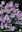 Oxalis Adenophylla / Bergsauerklee Gr. 6+ / violett -rosa / 10 Blumenzwiebeln