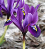 Frühlings - Zwergschwertlilie Iris Reticulata Pauline Gr.5/6, 20 Stück