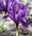 Frühlings - Zwergschwertlilie Iris Reticulata Pauline Gr.5/6, 20 Stück