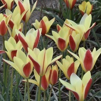 Wildtulpe Tulipa clusiana Tinka  rot-zartgelb (50 Stück)