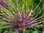 Außergewöhnlich: Allium Schubertii (Igelkugellauch) Zierlauch Gr. 12 Rosa (5 oder 12 Stück)