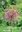 Außergewöhnlich: Allium Schubertii (Igelkugellauch) Zierlauch Gr. 12 Rosa (5 oder 12 Stück)