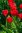 langstielige rote Tulpen mit weiß umrandeten Blatt "Parade Design" Gr. 12+ (10/30/100/500 Stück)