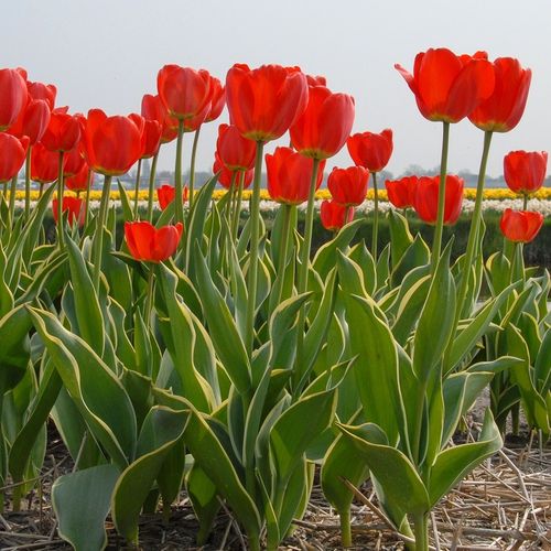 langstielige rote Tulpen mit weiß umrandeten Blatt "Parade Design" Gr. 12+ (10/30/100/500 Stück)