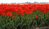 500 langstielige rote Tulpen mit weiß umrandeten Blatt "Parade Design" Gr. 12+