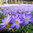 6000 Krokusse Blumenzwiebeln Gr.5/7 Elfenkrokus Barrs Purple